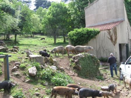 Corse_081