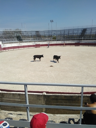 La Camargue